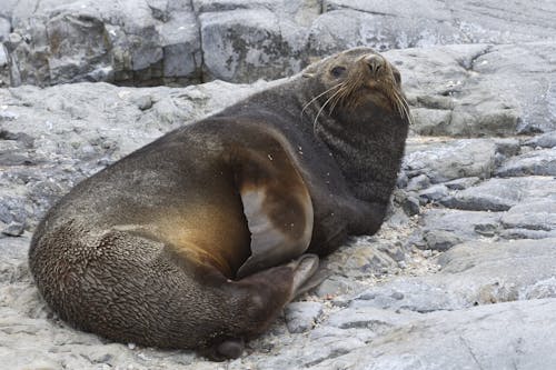 Antarctic fur seal (Arctocephalus gazella)